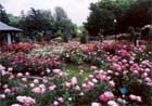 julygarden.jpg